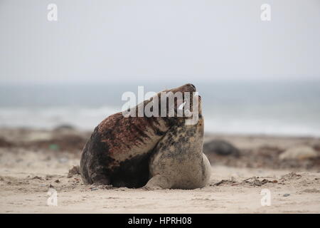 Grey Seal (Halichoerus Grypus) männliche und weibliche Paarung am Strand Insel Helgoland Deutschland Stockfoto