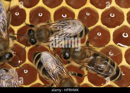 Nektar gefüllten Zellen eine Honigwabe. Der Nektar wird von den Bienen gesammelt und hinterlegt in den Waben und weiterverarbeitet bis zur Fälligkeit. Es dient den Bienen als Nahrung und der Imker als Ernte-Produkt. Thüringen, Deutschland, Europa Datum: 08 Mai 201 | weltweite Nutzung Stockfoto