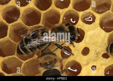 Nektar gefüllten Zellen eine Honigwabe. Der Nektar wird von den Bienen gesammelt und hinterlegt in den Waben und weiterverarbeitet bis zur Fälligkeit. Es dient den Bienen als Nahrung und der Imker als Ernte-Produkt. Thüringen, Deutschland, Europa Datum: 08 Mai 201 | weltweite Nutzung Stockfoto