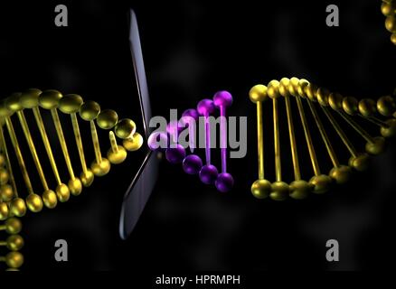 DNA-Strang in Metall-Farbe Schneiden mit einer Schere 3d render Stockfoto