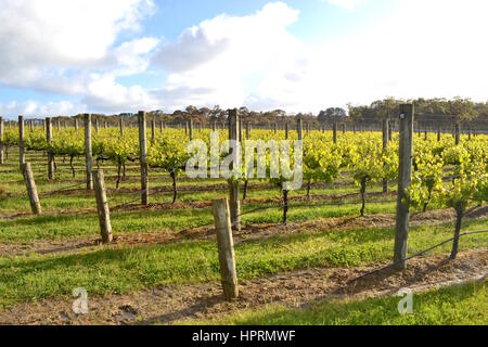 Sonnigen australischen Weingut Weinberge im Frühjahr mit grünen Reben Stockfoto