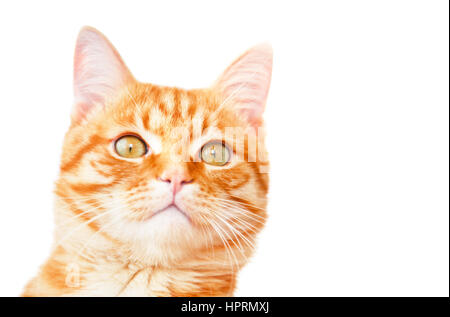 Rote Katze Nahaufnahme aufmerksam sieht, isoliert auf weißem Hintergrund. Stockfoto