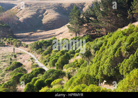 Kaikoura, Neuseeland. Einen grünen Abschnitt der Kaikoura Halbinsel Gehweg über South Bay. Stockfoto