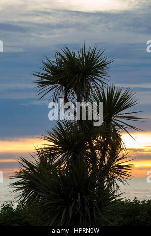 Kaikoura, Neuseeland. Kohl-Baum (Cordyline Australis) Silhouette gegen Morgengrauen Himmel. Stockfoto