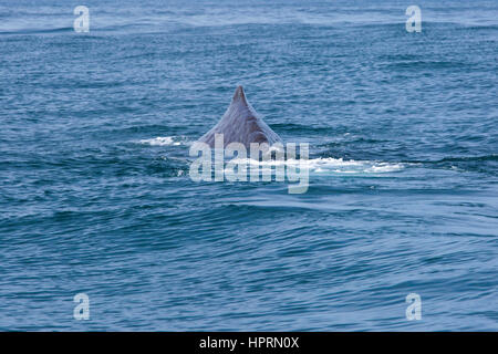 Kaikoura, Neuseeland. Die geriffelte Rückseite eines Pottwals (Physeter Macrocephalus) oberhalb der Wasseroberfläche sichtbar. Stockfoto