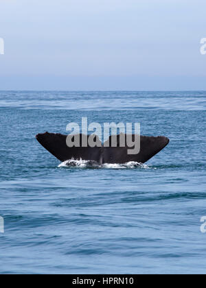 Kaikoura, Neuseeland. Die Rute Egel eines Pottwals (Physeter Macrocephalus) verschwinden in den Pazifischen Ozean. Stockfoto