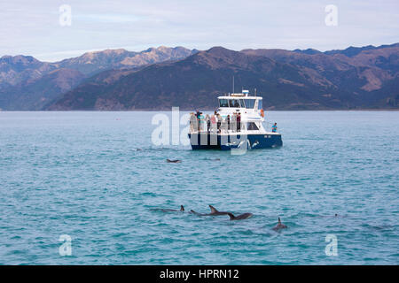 Kaikoura, Neuseeland. Touristen, die eine Herde von dusky Delphine (Lagenorhynchus Obscurus) in South Bay beobachten. Stockfoto