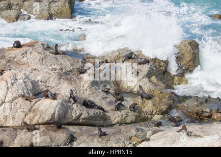 Kaikoura, Neuseeland. Kolonie von New Zealand Seebären (Arctocephalus Forsteri) auf Welle lädierten Felsen am Ohau Point. Stockfoto