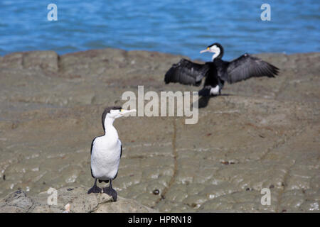 Kaikoura, Neuseeland. Trauerschnäpper Shags (Phalacrocorax Varius) auf Felsen in der Nähe von Fyffe Quay. Stockfoto