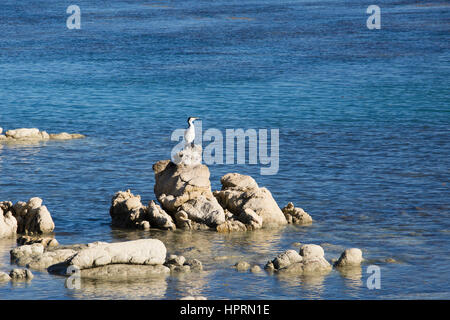 Kaikoura, Neuseeland. Trauerschnäpper Shag (Phalacrocorax Varius) thront auf einem Felsen über dem Pazifischen Ozean am South Bay. Stockfoto