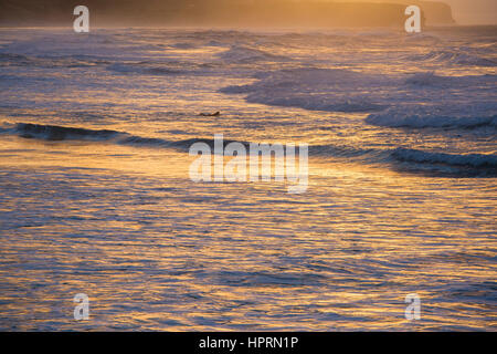 Dunedin, Otago, Neuseeland. Surfer paddeln um Wellen zu reiten, vom Pazifischen Ozean aus St Clair Beach, Sonnenaufgang, goldenes Licht spiegelt sich im Wasser. Stockfoto