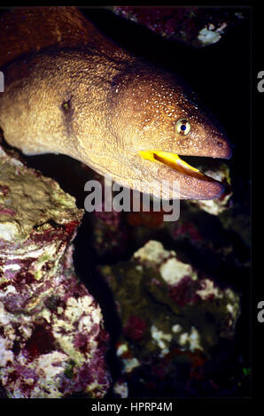 Ein Yellowmouth Muräne (Gymnothorax Nudivomer) aus seinen Unterschlupf in einem Korallenriff. Fotografiert im ägyptischen Roten Meer. Stockfoto