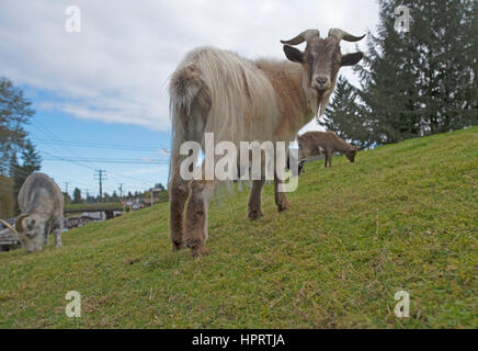 Verwilderte Ziegen weiden regelmäßig auf dem begrünt Dach des Coombs altes Land Markt Store neben dem Alberni Highway auf Vancouver Island, BC. Kanada. Stockfoto