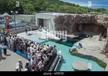 Japan, Hokkaido, Asahikawa, Asahiyama Zoo, Schwimmbad Dichtung Stockfoto