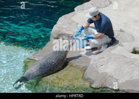 Japan, Hokkaido, Asahikawa, Asahiyama Zoo, Siegel Essen vom trainer Stockfoto