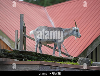 Verwilderte Ziegen weiden regelmäßig auf dem begrünt Dach des Coombs altes Land Markt Store neben dem Alberni Highway auf Vancouver Island, BC. Kanada. Stockfoto