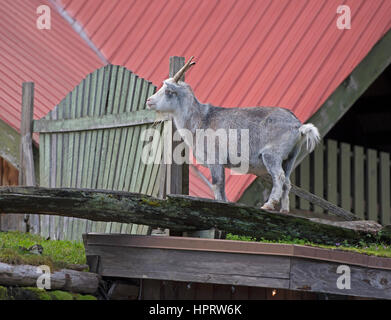 Verwilderte Ziegen weiden regelmäßig auf dem begrünt Dach des Coombs altes Land Markt Store neben dem Alberni Highway auf Vancouver Island, BC. Kanada. Stockfoto