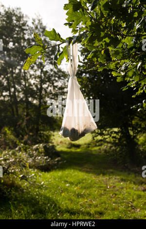 Dog Poo Taschen Links hängend, später abgeholt werden. Stockfoto