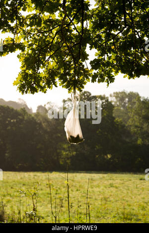 Dog Poo Taschen Links hängend, später abgeholt werden. Stockfoto