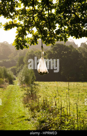 Dog Poo Taschen Links hängend, später abgeholt werden. Stockfoto