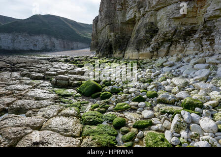 Kreidefelsen Sie an der Thornwich Bay in der Nähe von Flamborough an der Ostküste von England. Eine Fläche von wunderschönen Naturkulisse. Stockfoto