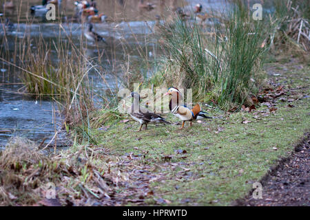 Paar Mandarin Enten am Rande eines Teiches Stockfoto