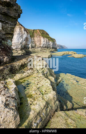 Dramatischen Kreidefelsen am Thornwick Bucht, Flamborough an einem schönen, sonnigen Tag im September. Stockfoto