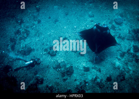 Ein Manta Ray - Manta Alfredi- und ein Taucher schwimmen über den Schutt-Riff am Mantapoint. Aufgenommen im Nationalpark Komodo, Indonesien. Stockfoto