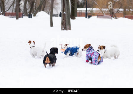 Packung mit vier Jack Russell Terrier Hunde trifft einen Dackel Stockfoto