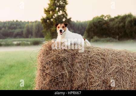 Pastorale Szene mit einem Hund liegend auf Heuhaufen und Abend Nebel im Hintergrund Stockfoto