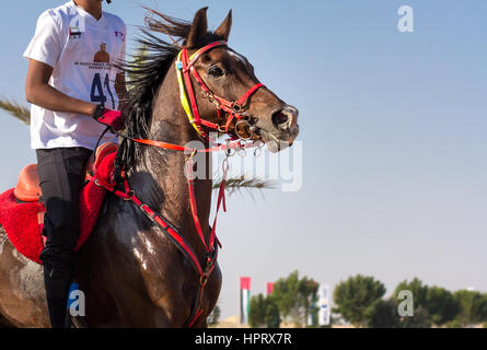 Dubai, Vereinigte Arabische Emirate - 19. Dezember 2014: Reiter und sein Pferd in eine Wüste Langstrecken-Rennen teilnehmen. Stockfoto