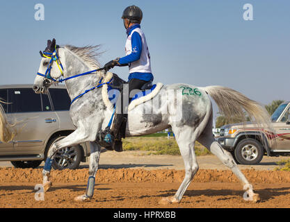 Dubai, Vereinigte Arabische Emirate - 19. Dezember 2014: Reiter und sein Pferd in eine Wüste Langstrecken-Rennen teilnehmen. Stockfoto