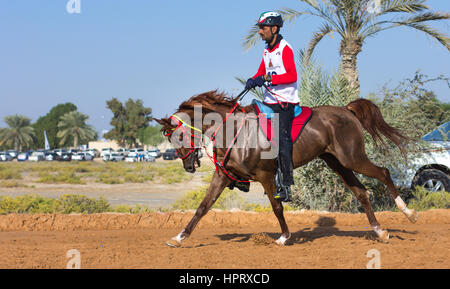 Dubai, Vereinigte Arabische Emirate - 19. Dezember 2014: Reiter und sein Pferd in eine Wüste Langstrecken-Rennen teilnehmen. Stockfoto