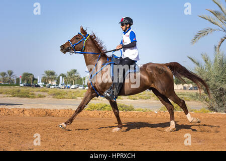 Dubai, Vereinigte Arabische Emirate - 19. Dezember 2014: Reiter und sein Pferd in eine Wüste Langstrecken-Rennen teilnehmen. Stockfoto