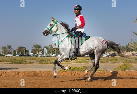 Dubai, Vereinigte Arabische Emirate - 19. Dezember 2014: Reiter und sein Pferd in eine Wüste Langstrecken-Rennen teilnehmen. Stockfoto