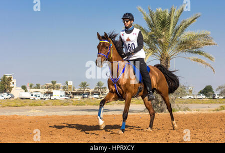 Dubai, Vereinigte Arabische Emirate - 19. Dezember 2014: Reiter und sein Pferd in eine Wüste Langstrecken-Rennen teilnehmen. Stockfoto