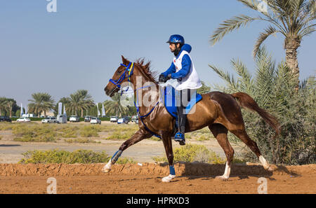 Dubai, Vereinigte Arabische Emirate - 19. Dezember 2014: Reiter und sein Pferd in eine Wüste Langstrecken-Rennen teilnehmen. Stockfoto