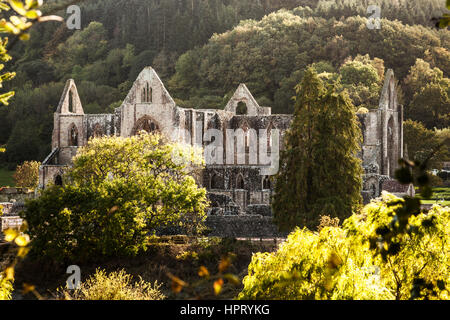 Die Ruinen von Tintern Abbey in Monmouthshire, Wales. Stockfoto