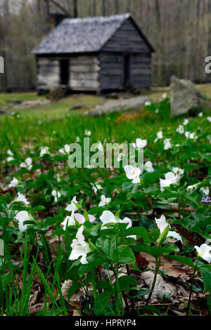 Trillium Grandiflorum, weiße Wake Robin, Blumen, Blüte, Frühling, Alex Cole Bauernhof, Blockhäuser, Ferienhaus, Gehöft, Haus, Roaring Fork Motor Natur Stockfoto