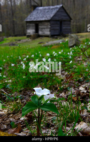 Trillium Grandiflorum, weiße Wake Robin, Blumen, Blüte, Frühling, Alex Cole Bauernhof, Blockhäuser, Ferienhaus, Gehöft, Haus, Roaring Fork Motor Natur Stockfoto