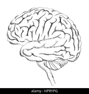 Die Anatomie des Gehirns. menschliche Gehirn laterale Ansicht. Skizze Abbildung auf weißem Hintergrund. Stock Vektor