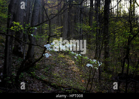 Cornus Florida, blühende Hartriegel, weiß, Blume, Blumen, Frühling, blühen, Blüte, mittleren Stift des kleinen Flusses, Tremont, Great Smoky Mountains Stockfoto