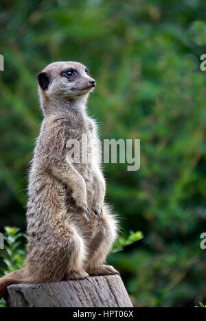 Sitzt auf einem Baumstumpf - Suricata Suricatta Erdmännchen Stockfoto