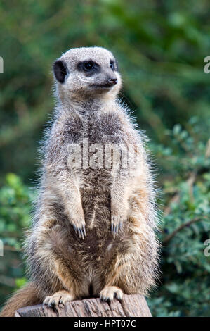 Sitzt auf einem Baumstumpf - Suricata Suricatta Erdmännchen Stockfoto