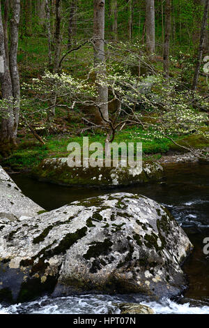 Cornus Florida, blühenden Hartriegels, weiß, Blume, Blumen, Frühling, Blüte, Blüte, mittlere Zinke der Little River, Tremont, Great Smoky Mountains N Stockfoto