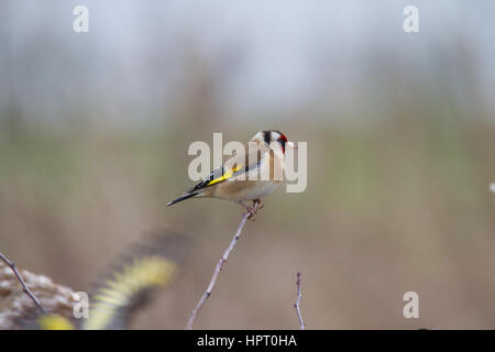 Europäische stieglitz oder Stieglitz (Carduelis carduelis) Stockfoto