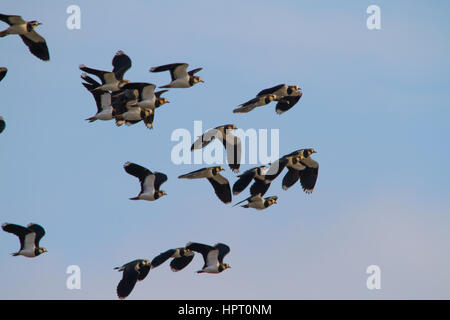 Northern Kiebitz (Vanellus vanellus), auch als peewit, pewit, tuit oder tew-it (Nachahmende der Schrei) und grüne plover bekannt Stockfoto