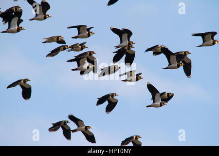 Northern Kiebitz (Vanellus vanellus), auch als peewit, pewit, tuit oder tew-it (Nachahmende der Schrei) und grüne plover bekannt Stockfoto