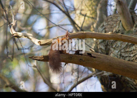 Rote Eichhörnchen oder Eurasische Eichhörnchen (sciurus vulgaris) Stockfoto