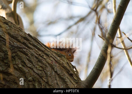Rote Eichhörnchen oder Eurasische Eichhörnchen (sciurus vulgaris) Stockfoto